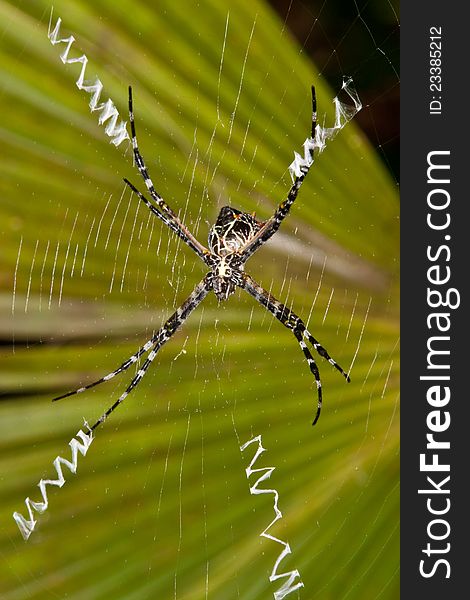 Argiope lobata spider with typical zig-zag patterns in her web with a dark green palm leaf in the background. Argiope lobata spider with typical zig-zag patterns in her web with a dark green palm leaf in the background.
