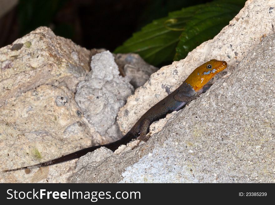 Yellow-headed gecko warming itself on the ruins of an abandoned building in the jungle of Colon, Panama. Yellow-headed gecko warming itself on the ruins of an abandoned building in the jungle of Colon, Panama.