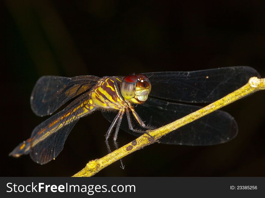 Tiger dragonfly resting on a twig with black background in the rainforest of Colon, Panama. Tiger dragonfly resting on a twig with black background in the rainforest of Colon, Panama.