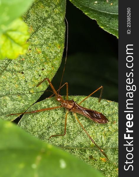 Red eyed assassin bug lying in ambush.