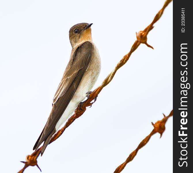 Southern Rough-winged Swallow.