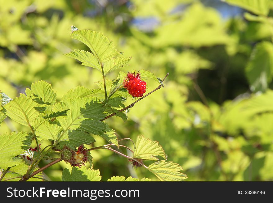 Raspberry bush in Ketchikan , Alaska. Raspberry bush in Ketchikan , Alaska