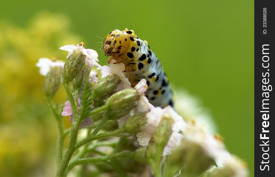 Portrait of a caterpillar on a flower. Portrait of a caterpillar on a flower