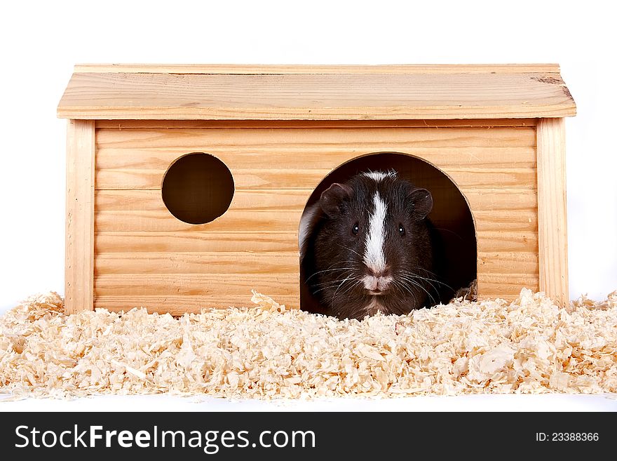 Guinea pigs in a wooden small house on sawdust on a white background