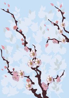 Flowers, Trees, Sakura Royalty Free Stock Photo