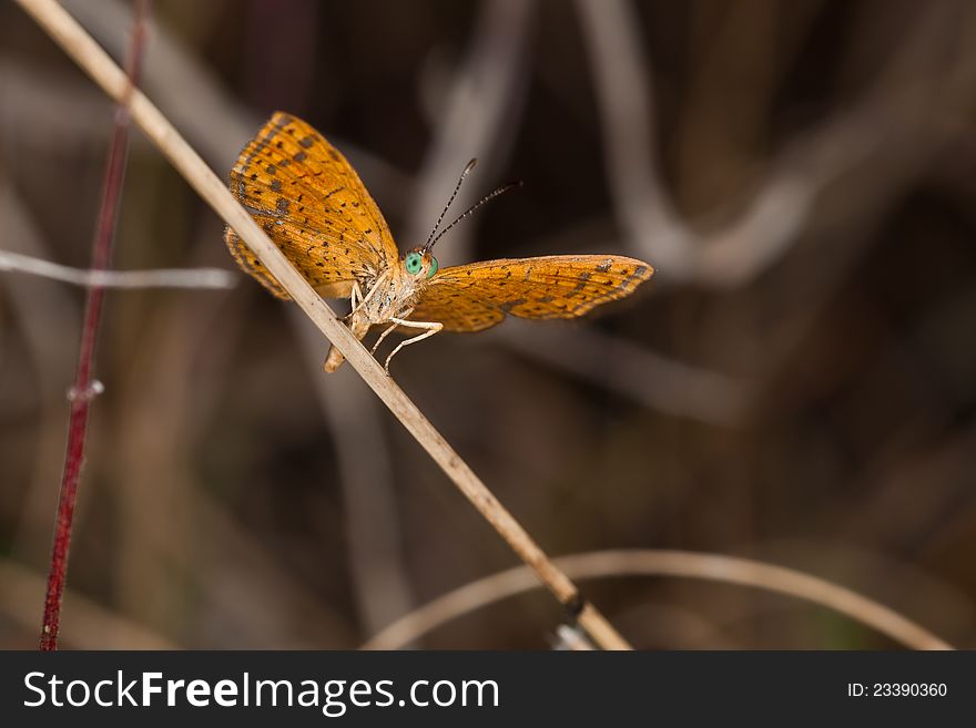 Little Metalmark butterfly in Panamanian rainforest. Little Metalmark butterfly in Panamanian rainforest.