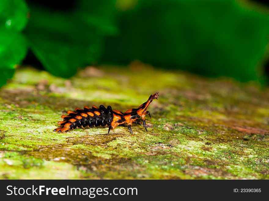 Black orange scaled and segmented beetle larvae in rainforest at Fort Sherman, Colon, Panama. Black orange scaled and segmented beetle larvae in rainforest at Fort Sherman, Colon, Panama.