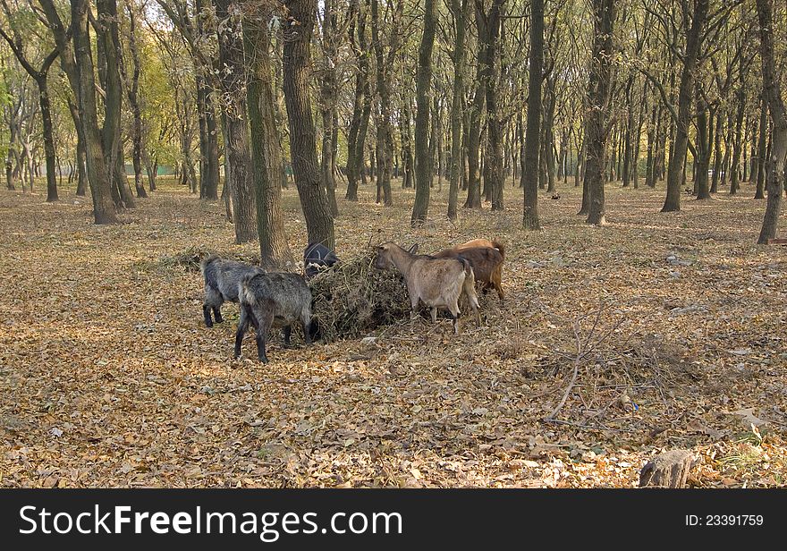 Four Goats Surrounded The Tree In Autumn Park And