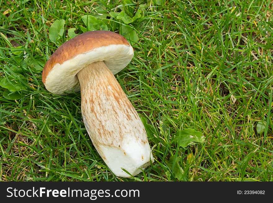 Detail of boletus mushroom founded in forest. Detail of boletus mushroom founded in forest