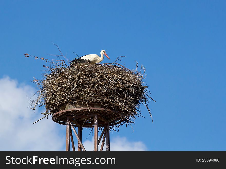 A mother white stork Ciconia ciconi bird on a chimney. A mother white stork Ciconia ciconi bird on a chimney