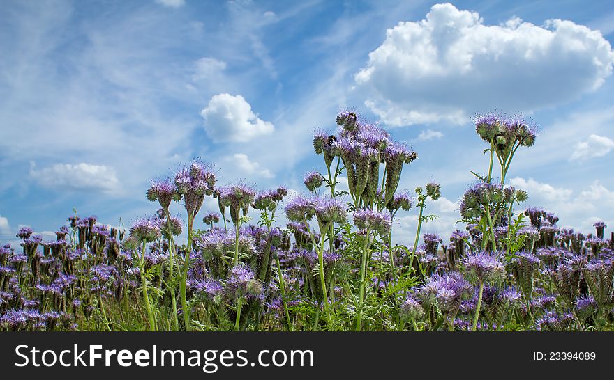 Summer Scenery With Purple Lucerne Field