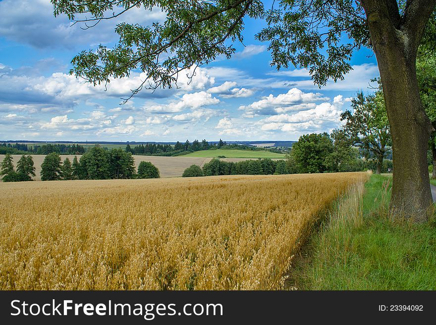 HDR rural summer landscape with field, meadow and forests