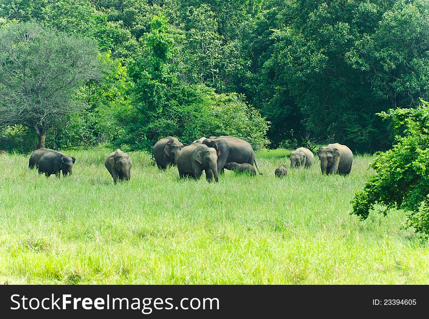 Large family of wild Indian elephants in the nature of Sri Lanka.