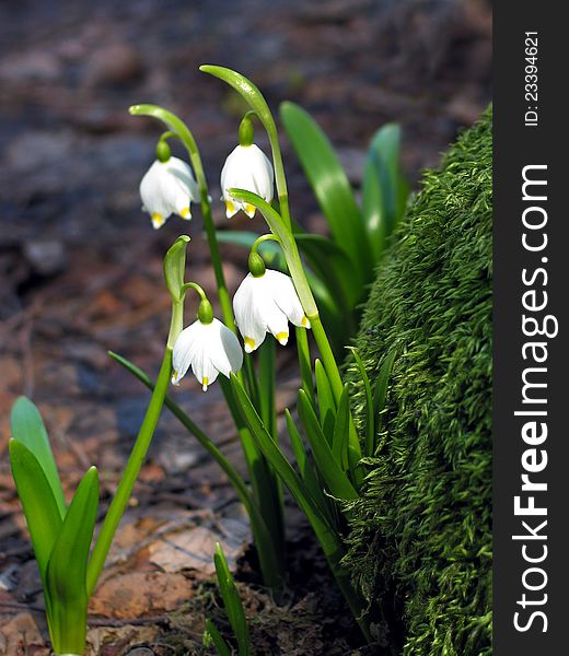 Galanthus (Snowdrop) is early springtime flowering plants with moss in to the front. Galanthus (Snowdrop) is early springtime flowering plants with moss in to the front