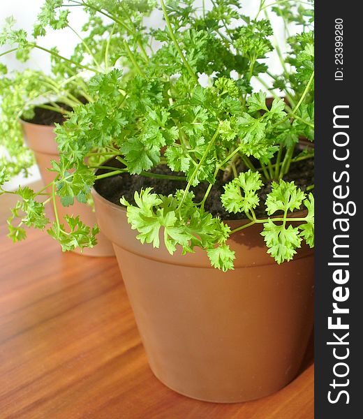 Parsley Growing In Pot