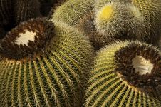Mountain Ball Cactus Stock Photography Mountain Ball Cactus Stock Photography