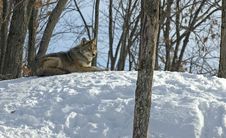 Winter Coyote Stock Photography Winter Coyote Stock Photography