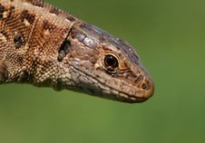 Lizard Portrait Royalty Free Stock Photos Lizard Portrait Royalty Free Stock Photos