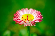 Daisy Flower Stock Photos Daisy Flower Stock Photos