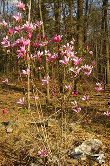Magnolia Royalty Free Stock Image Magnolia Royalty Free Stock Image