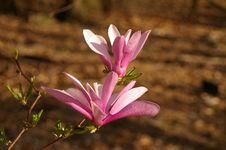 Magnolia Royalty Free Stock Photo Magnolia Royalty Free Stock Photo
