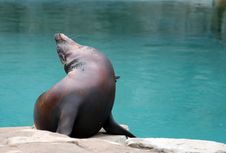 Californian Sea Lion 1 Royalty Free Stock Photo Californian Sea Lion 1 Royalty Free Stock Photo
