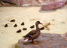 Mallard With Its Ducklings Stock Photos