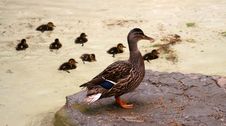 Mallard With Its Ducklings 2 Stock Images