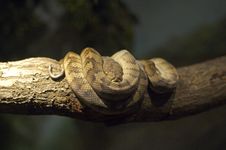 Viper In Tree Royalty Free Stock Photo Viper In Tree Royalty Free Stock Photo
