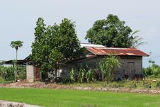 Paddy Field And House Royalty Free Stock Photography