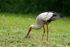 Stork Searching Frogs Stock Image