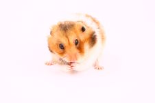 Hamster Stock Photos