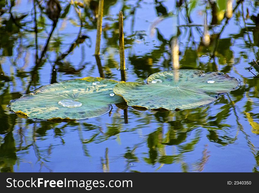 Waterlilly on still pond