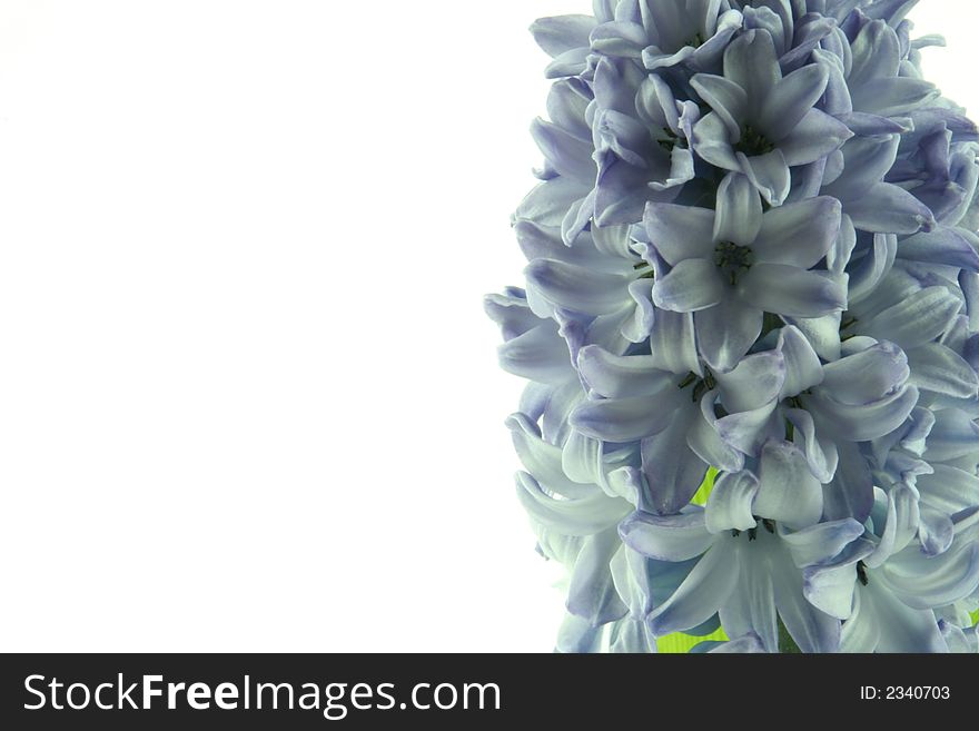 Close up of blue hyacinths