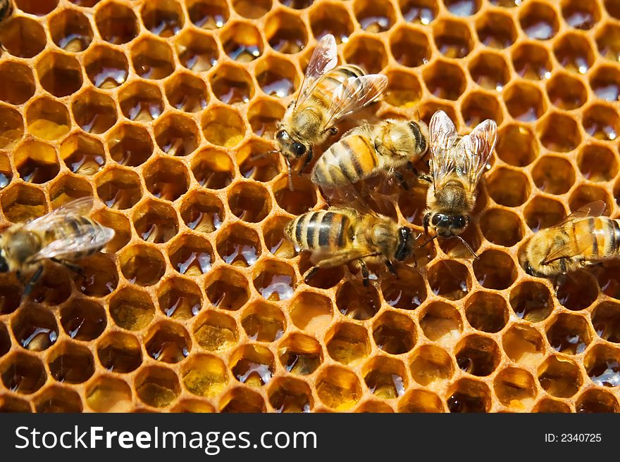 Macro of working bee on honeycells. Macro of working bee on honeycells.