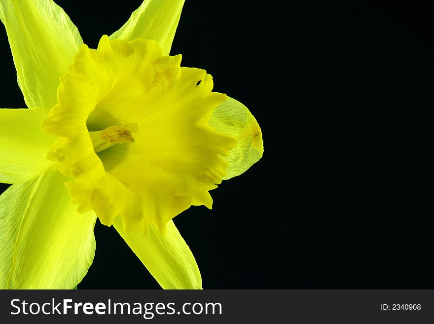 Close up of a daffodil on a black background