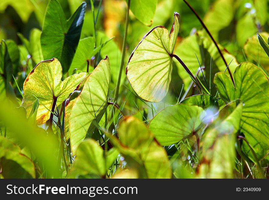 Leaves for a yam field on Fuvahmulah Island which is located at the south of Maldives just near the equator. Leaves for a yam field on Fuvahmulah Island which is located at the south of Maldives just near the equator.