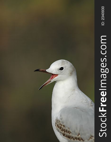 Laughing Gull