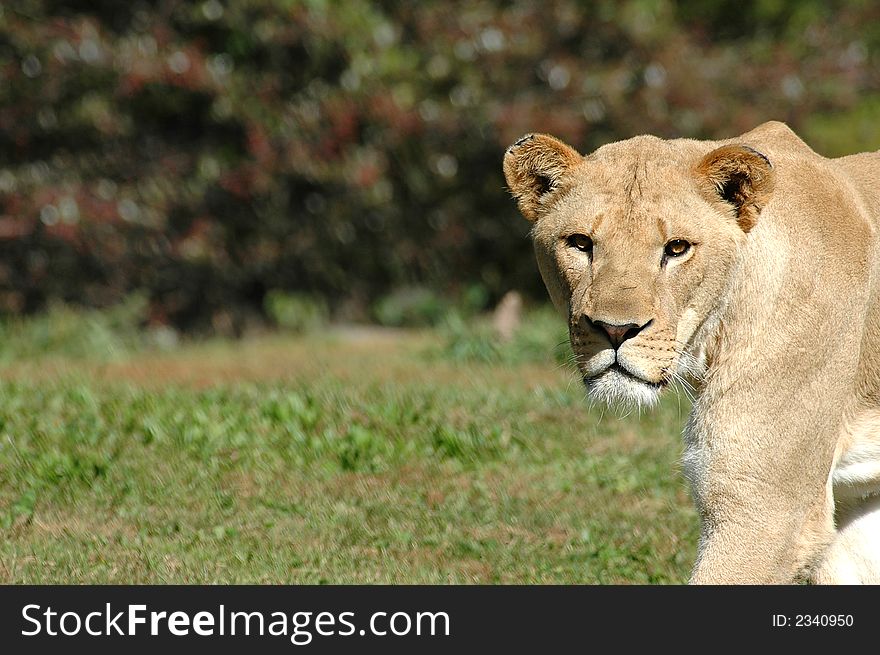 A female African lioness stares intently as she crosses an open field.