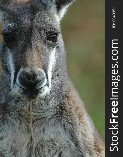 An Australian grey kangaroo stares back at the photographers lens. An Australian grey kangaroo stares back at the photographers lens.