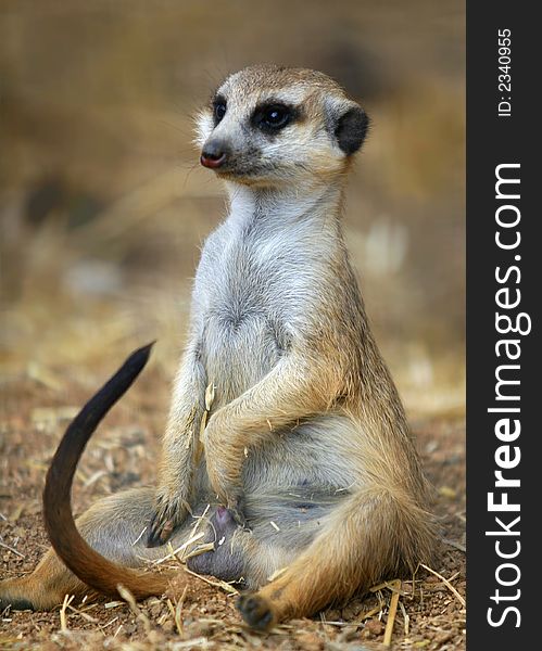 Meerkat Male Sitting