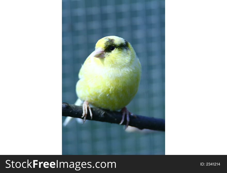 Canary sitting on a limb. Canary sitting on a limb