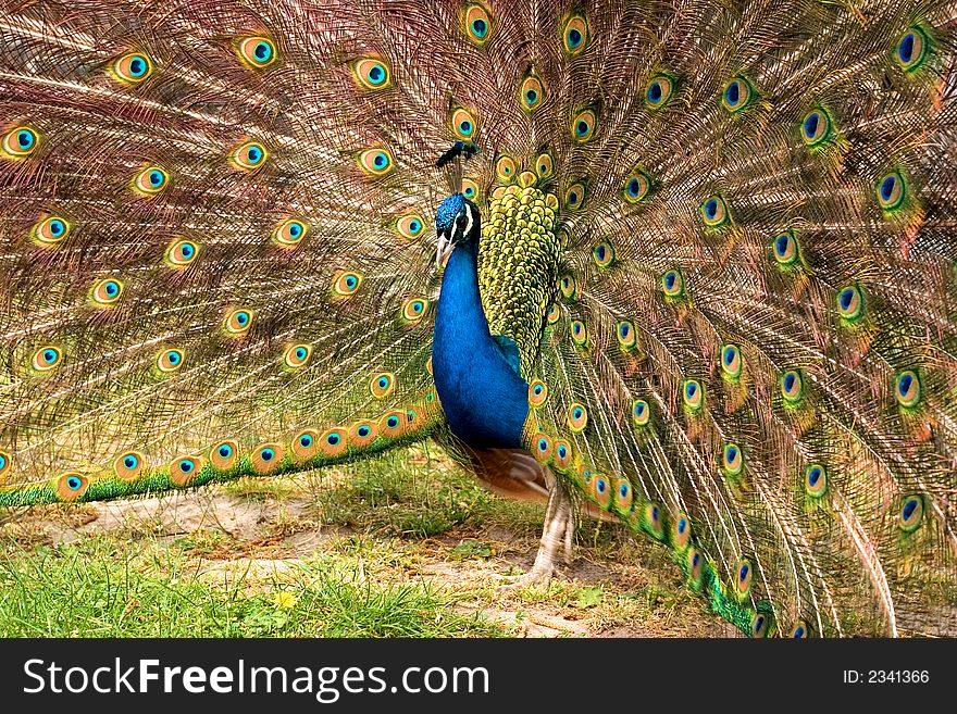 Male peacock showing his colorful tail see more animals