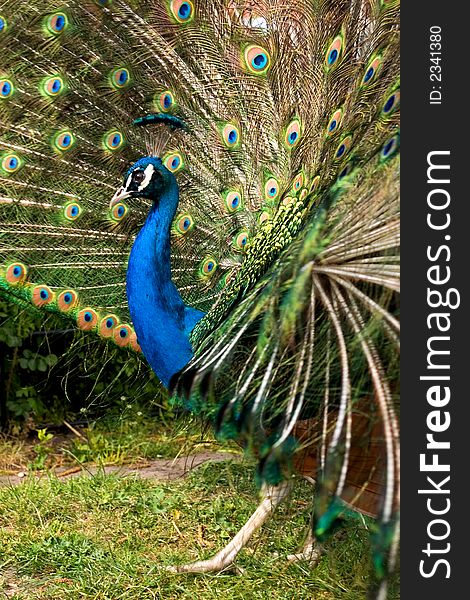 Male peacock showing his colorful tail

<a href=http://www.dreamstime.com/search.php?srh_field=animal&s_ph=y&s_il=y&s_sm=all&s_cf=1&s_st=wpo&s_catid=&s_cliid=301111&s_colid=&memorize_search=0&s_exc=&s_sp=&s_sl1=y&s_sl2=y&s_sl3=y&s_sl4=y&s_sl5=y&s_rsf=0&s_rst=7&s_clc=y&s_clm=y&s_orp=y&s_ors=y&s_orl=y&s_orw=y&x=29&y=19> see more animals </a>