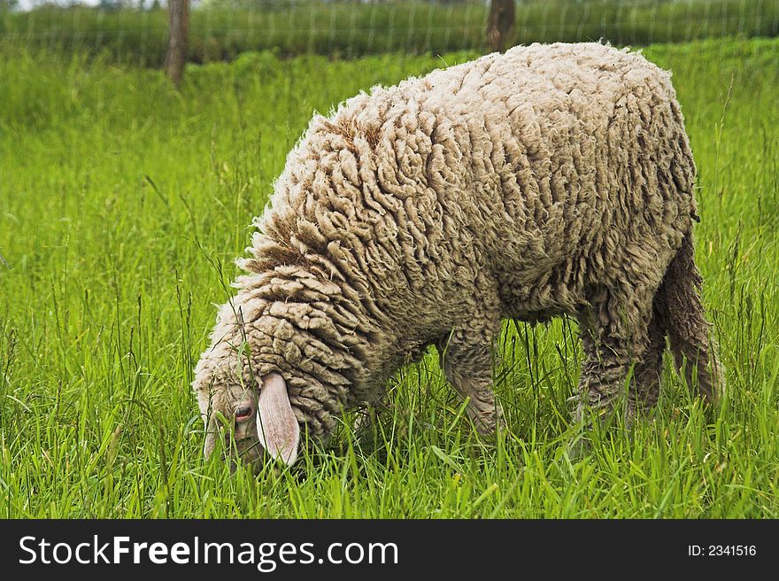 Sheep feeding on a farm