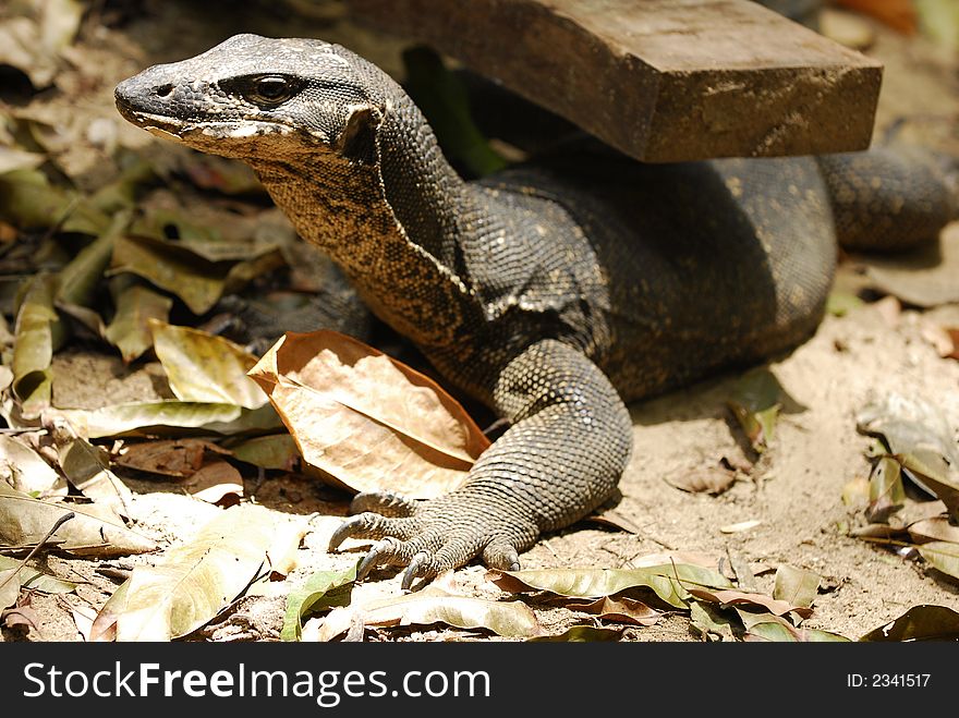 One monitor lizard is looking for food