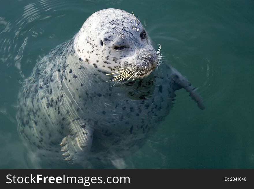 An adult seal swimming in the sea, Victoria, British Columbia. An adult seal swimming in the sea, Victoria, British Columbia