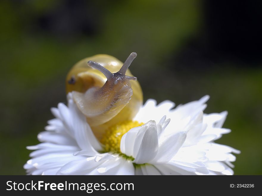 Snail on white flower