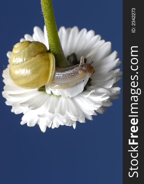 Small snail on white flower