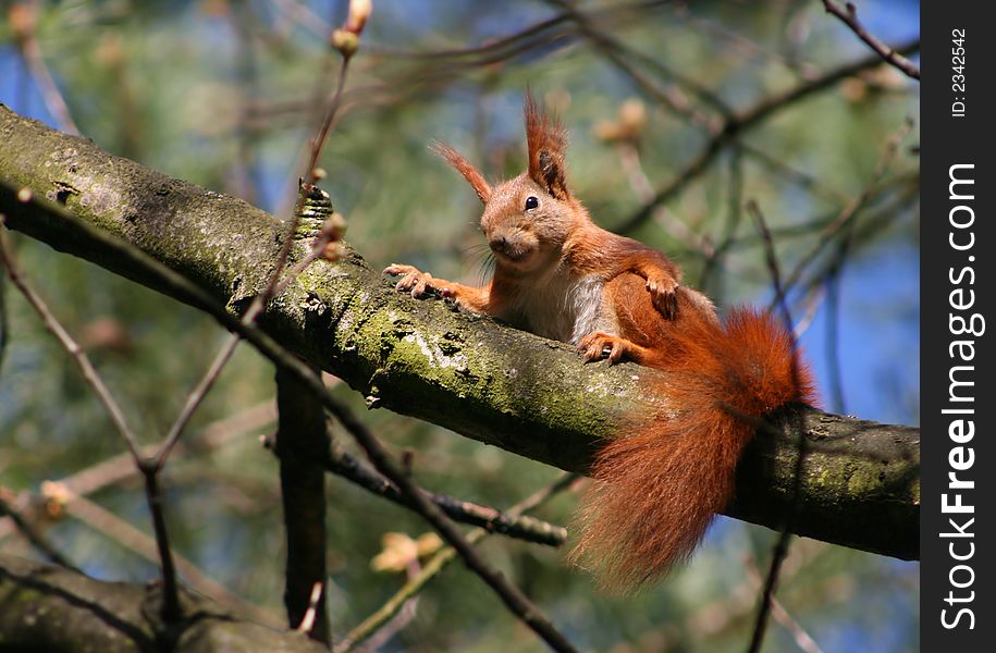 Sweet red squirrel sitting on branch of tree. Sweet red squirrel sitting on branch of tree